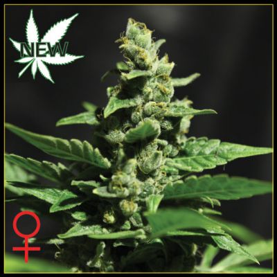 An image of Green-O-Matic