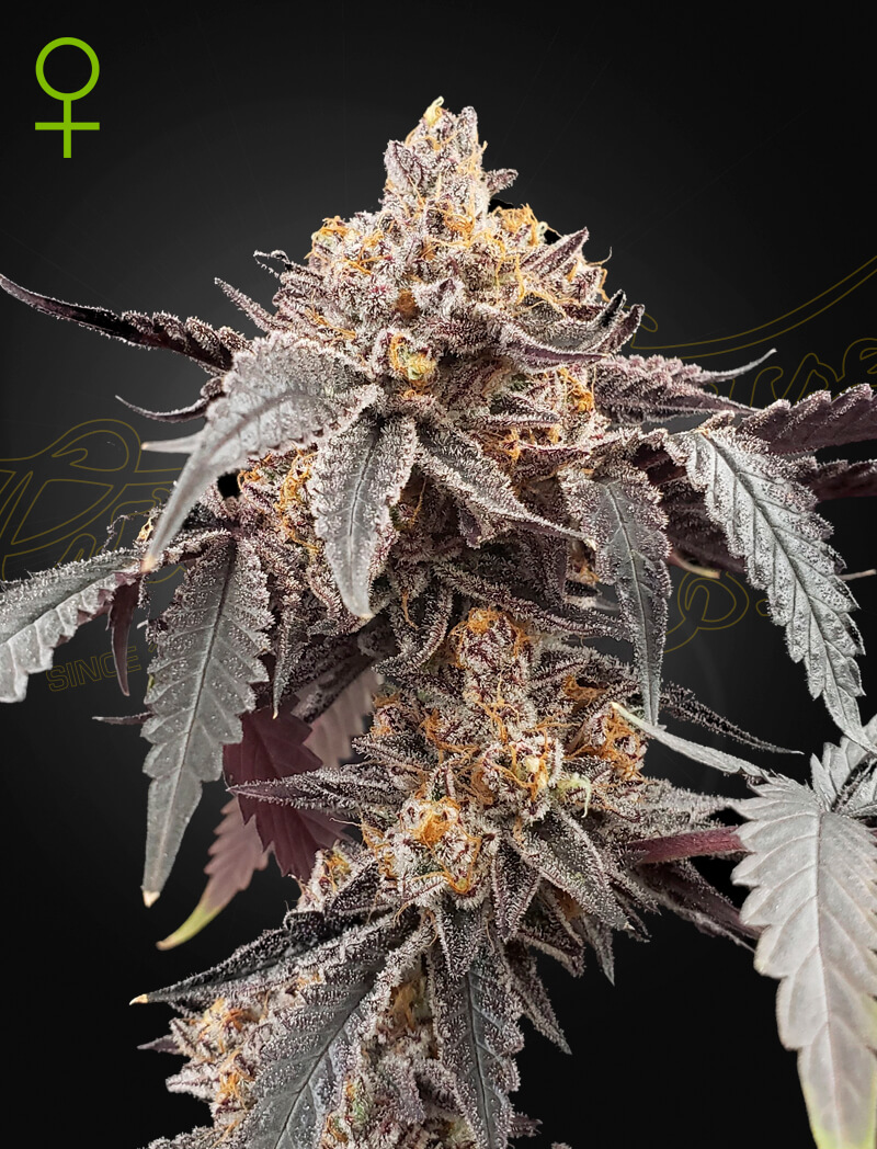 An image of Guava x Gelato 41 Auto