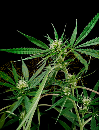 An image of Hawaiian Snow x Amnesia x Dosidos