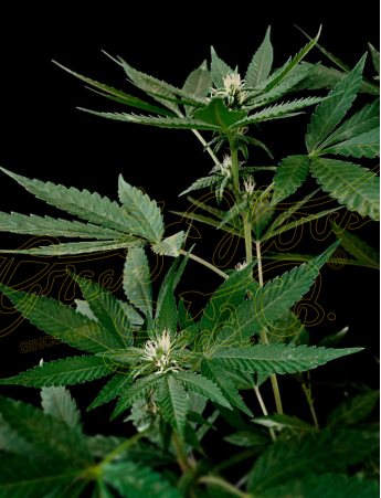 An image of Hawaiian Snow x Amnesia x Face Off