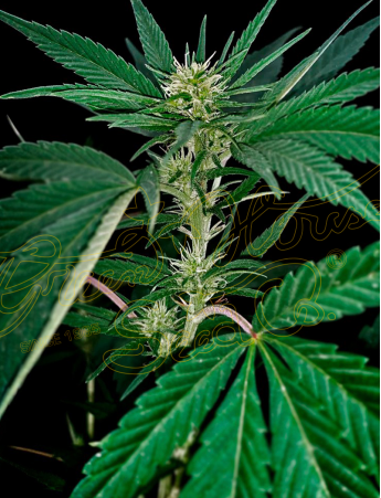 An image of Hawaiian Snow x Sour Banana