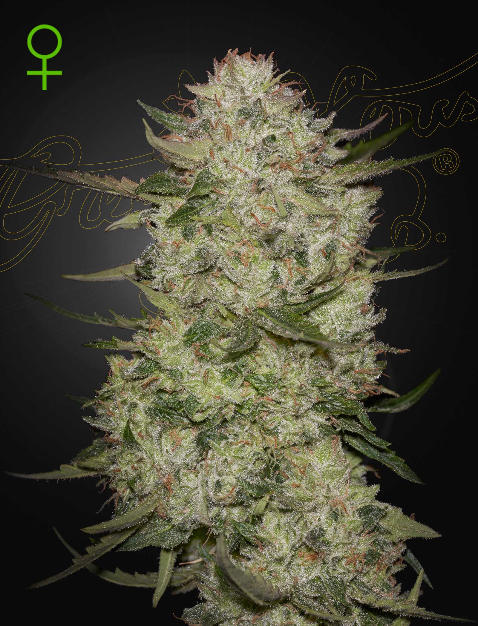 An image of HighCloudz Auto