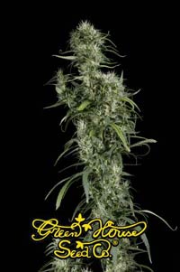 An image of Neville's Haze