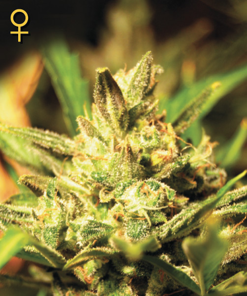 An image of Super Critical Automatic
