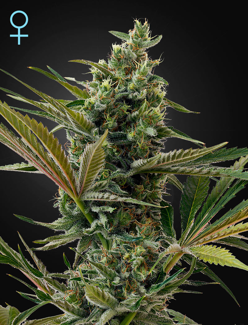 An image of Super Lemon Haze Automatic CBD