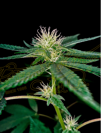 An image of Super Lemon Haze x Banana Punch