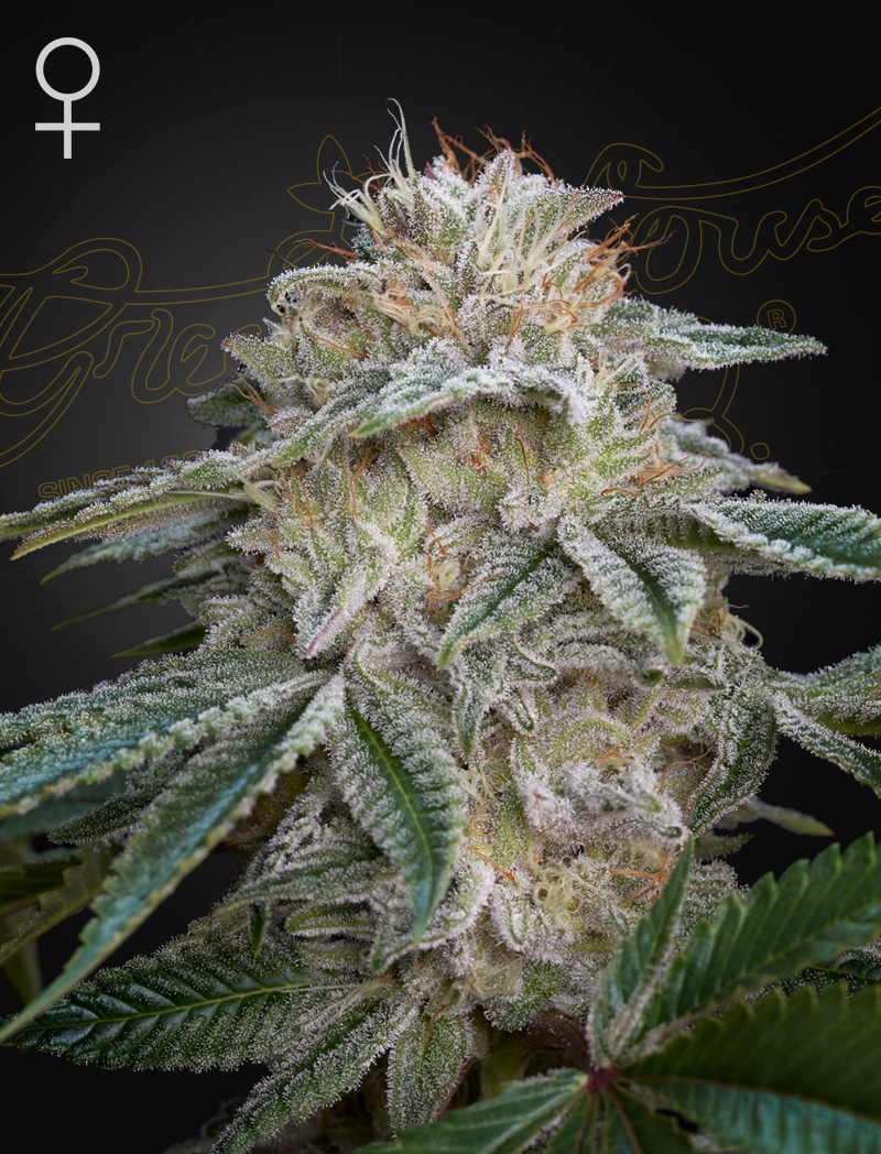 Super Lemon Haze x GMO (Green House Seeds) :: Cannabis