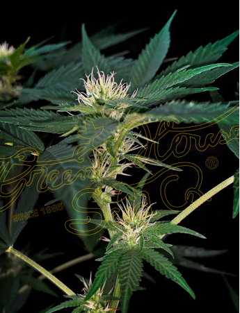 An image of Super Lemon Haze x Purple Punch x Dosidos