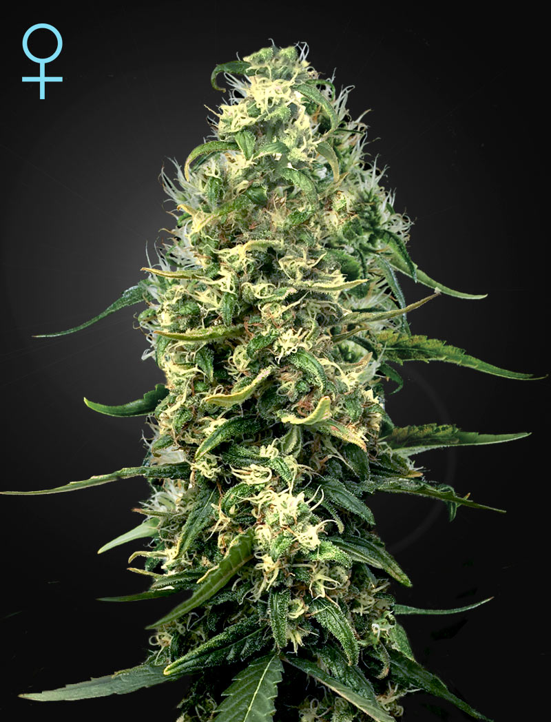 An image of Super Silver Haze CBD