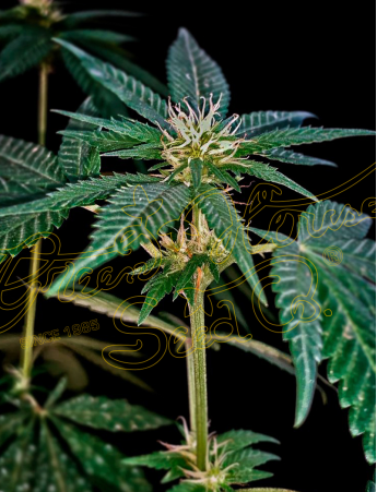 An image of Sweet Valley Kush x Amnesia x Dosidos