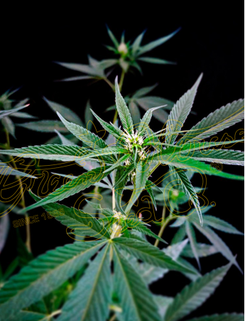 An image of Sweet Valley Kush x California Black Rozé