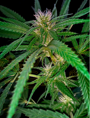 An image of Sweet Valley Kush x Swaziland
