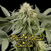 An image of White Rhino
