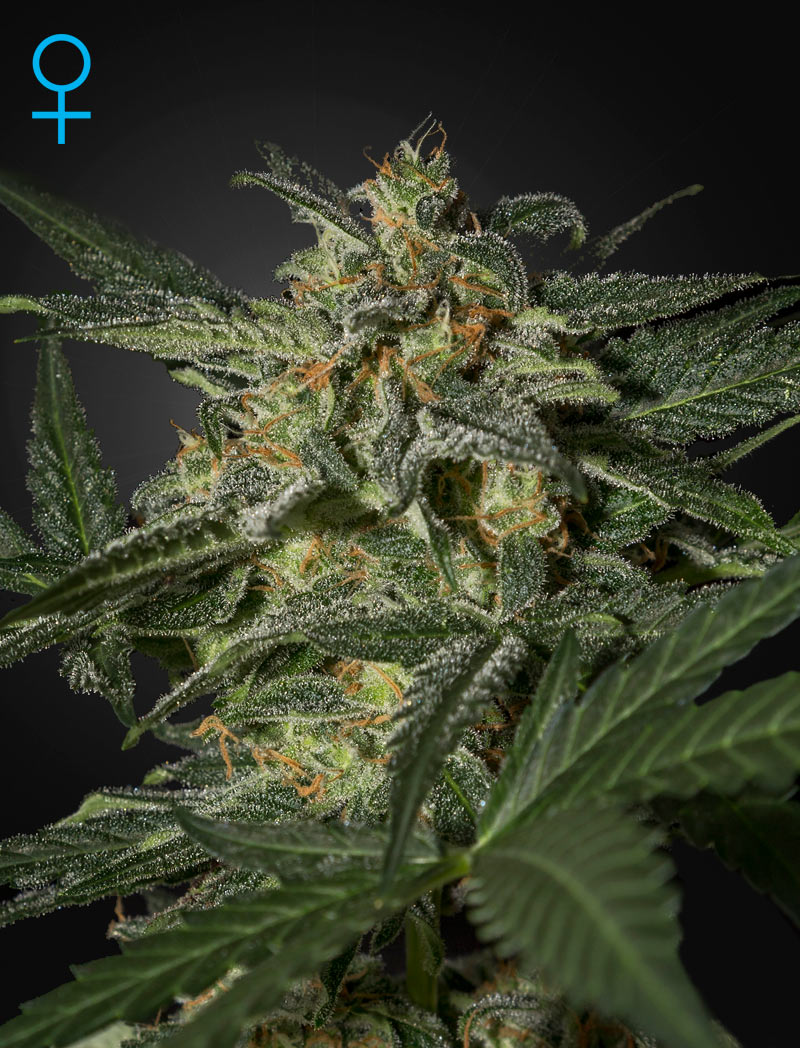 An image of White Widow Automatic