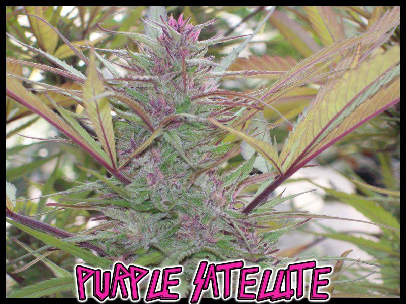 An image of Purple Satellite