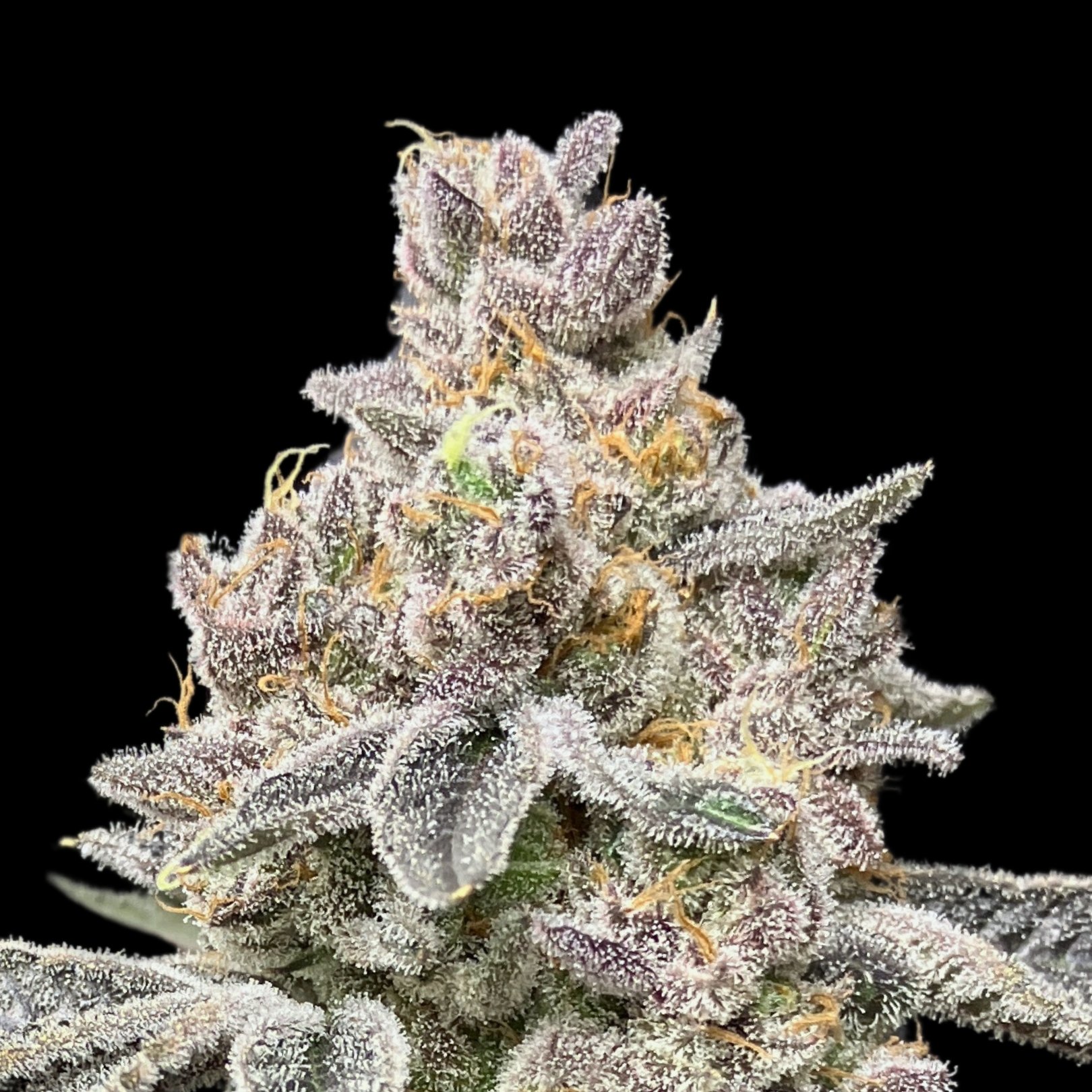 An image of Glitter Fritter