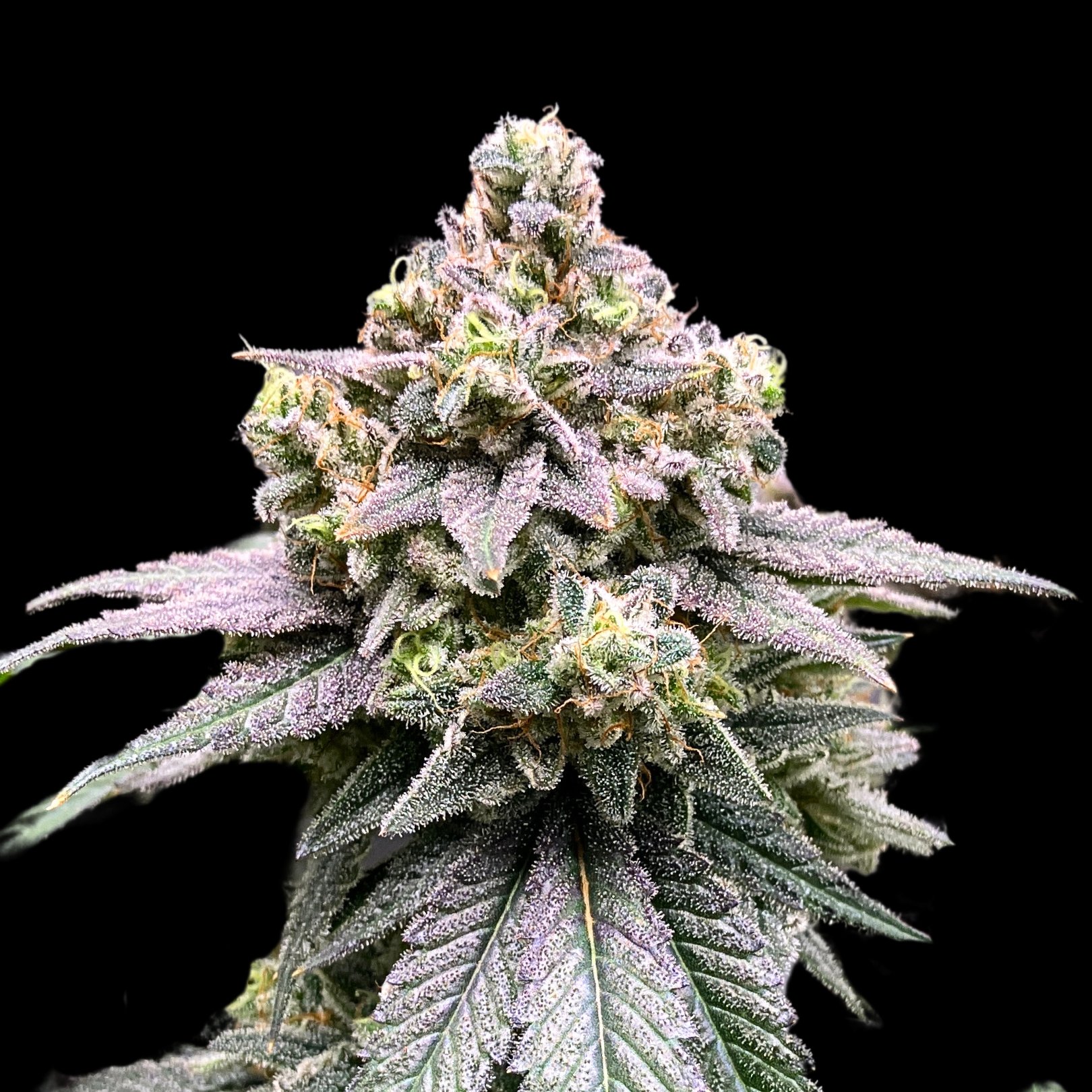 An image of Crasher Breath