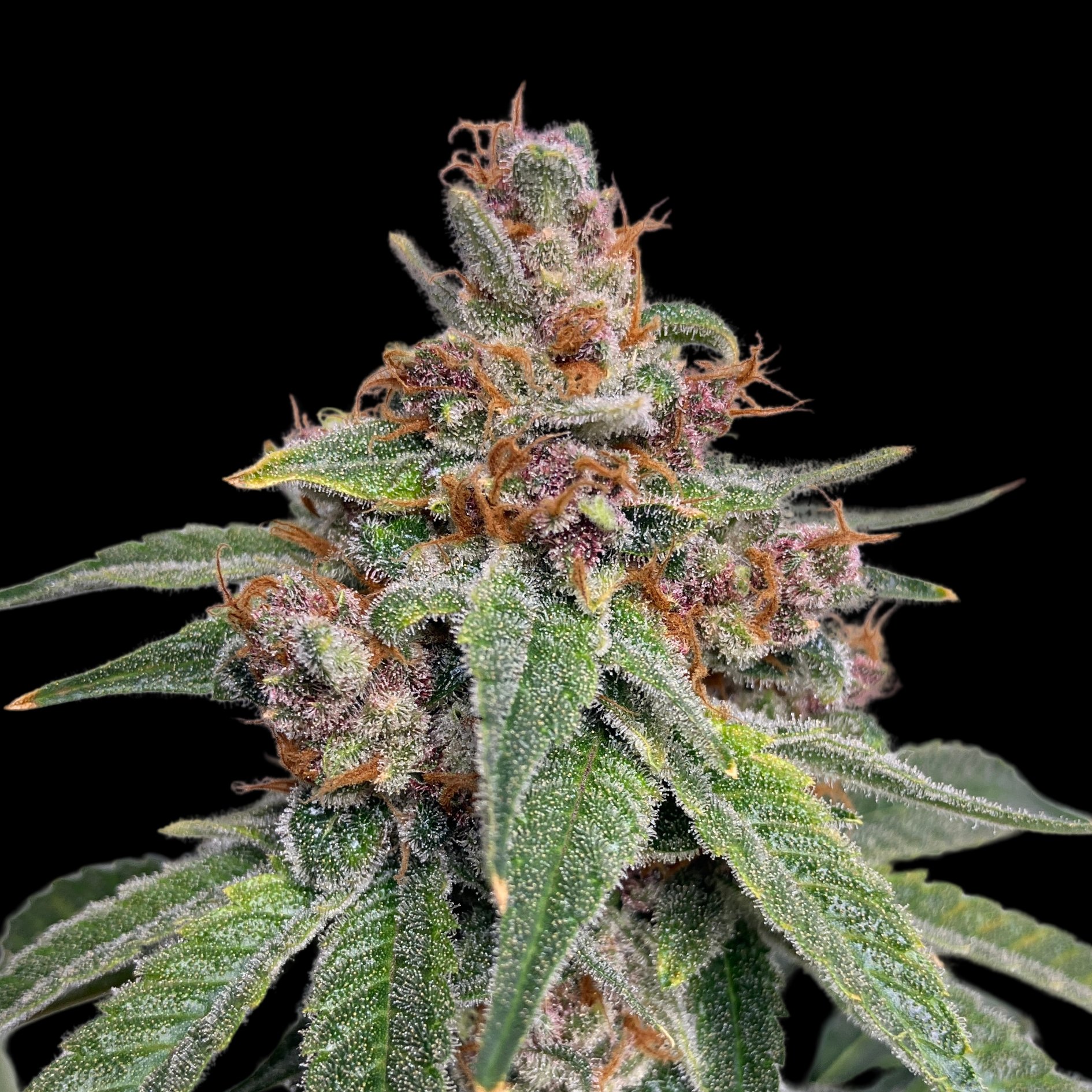 An image of Tangerine T-Bone F3