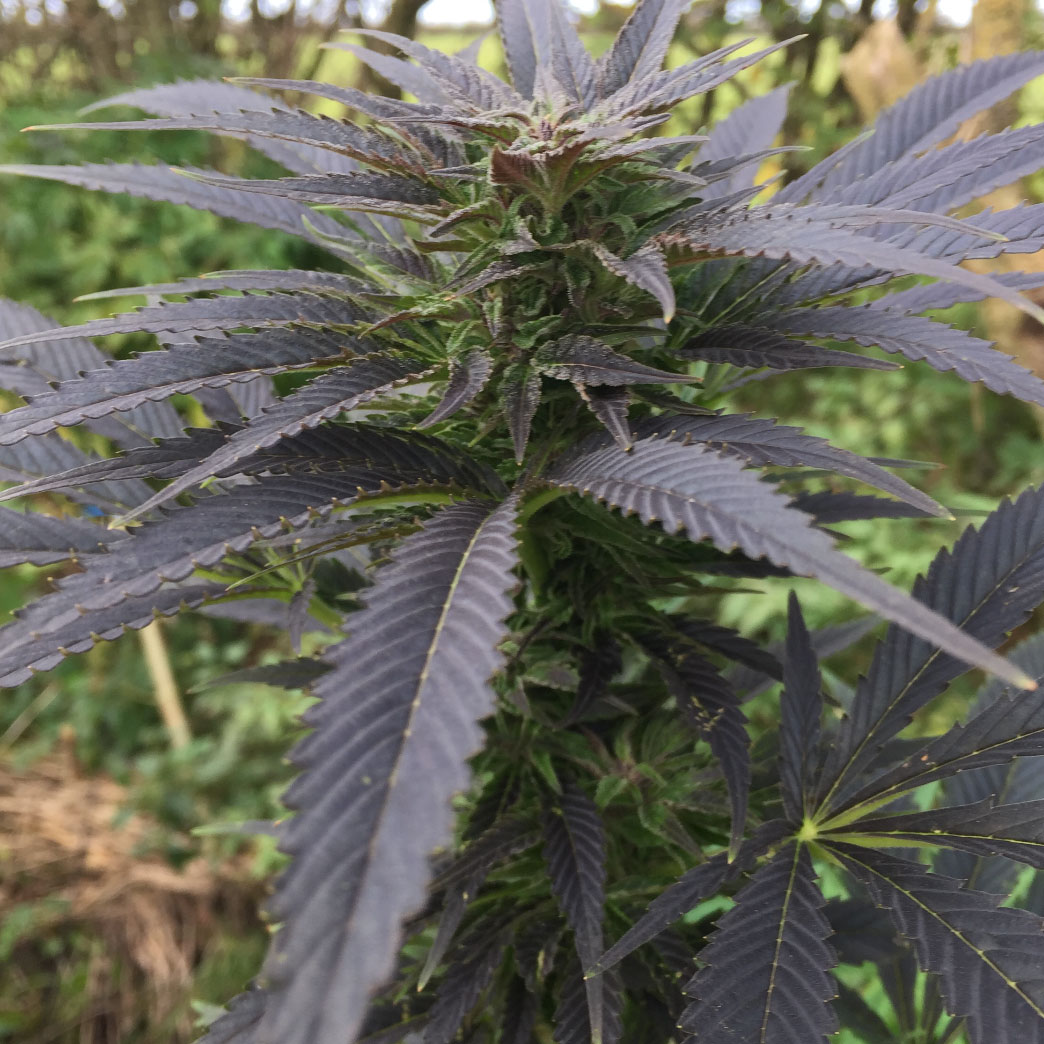 An image of ACDC x Otto II F2