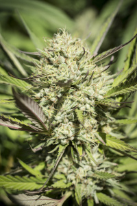 An image of Chem 4 OG