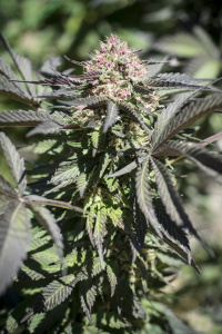 An image of Rosebud