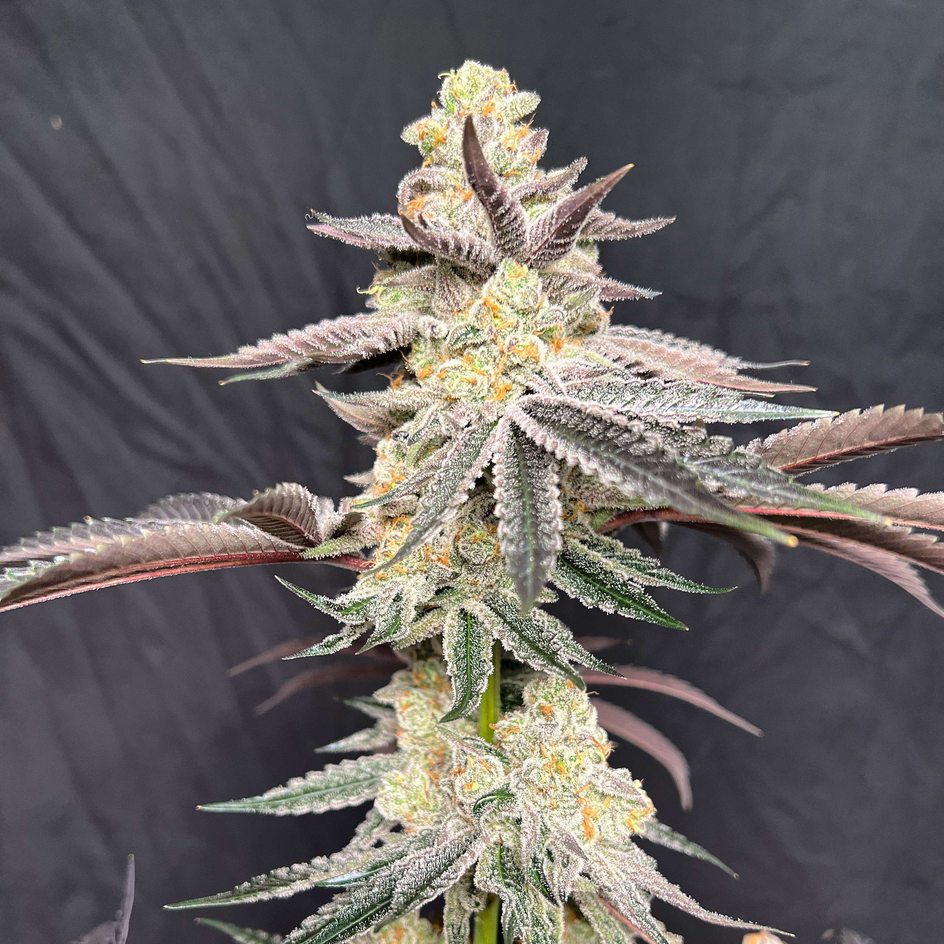 An image of Apple Fritter
