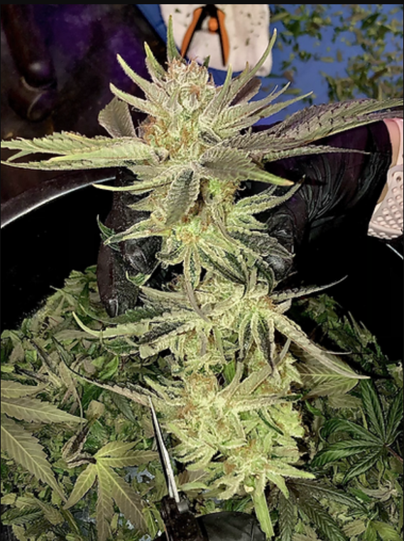 An image of Grape Guru