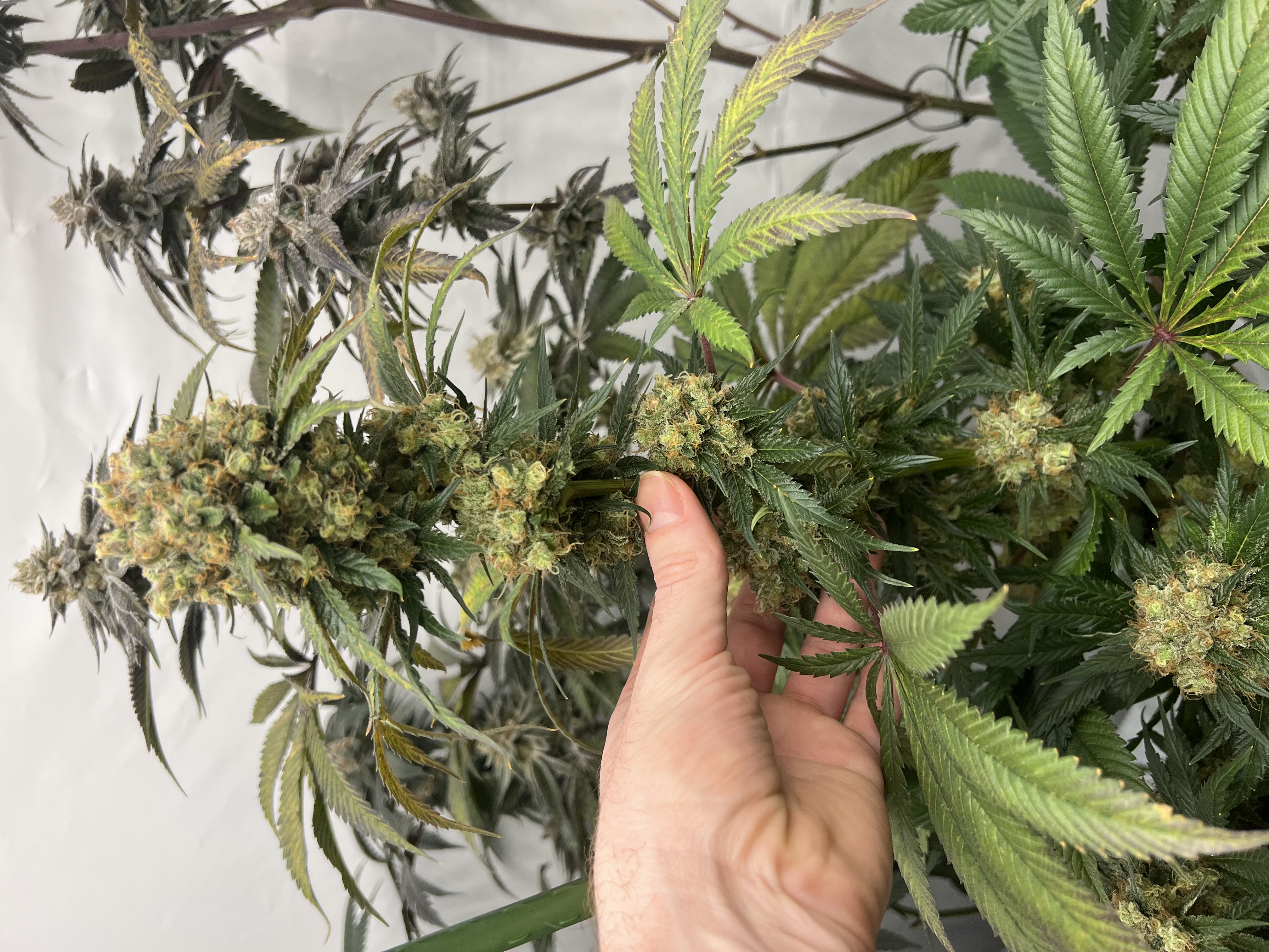 An image of Khaleesi Breath