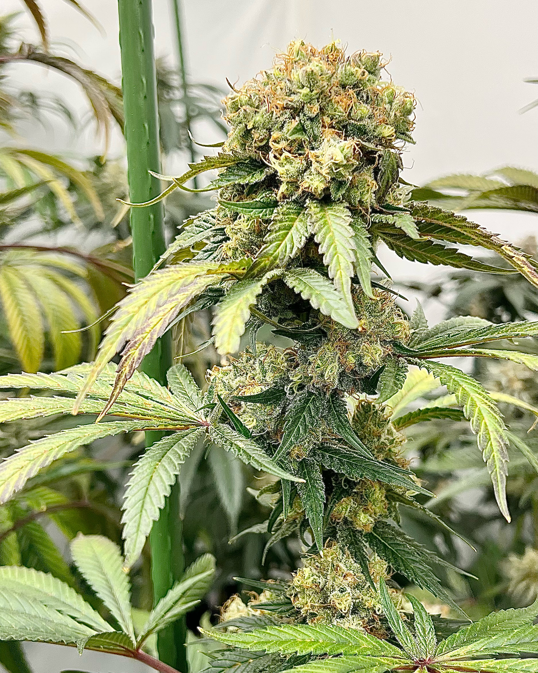 An image of Mother Of Dragons