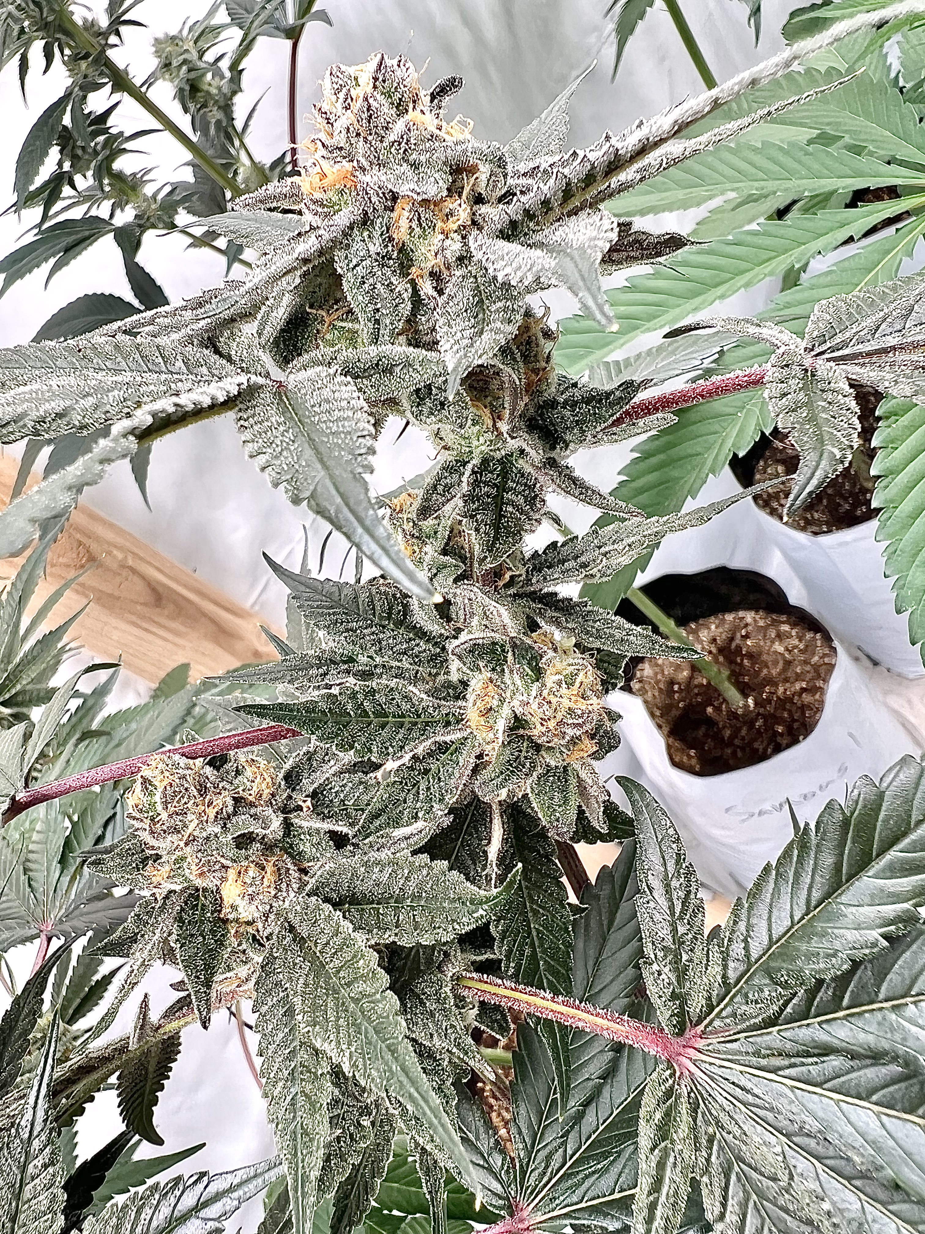 An image of Peanut Butter Breath F2