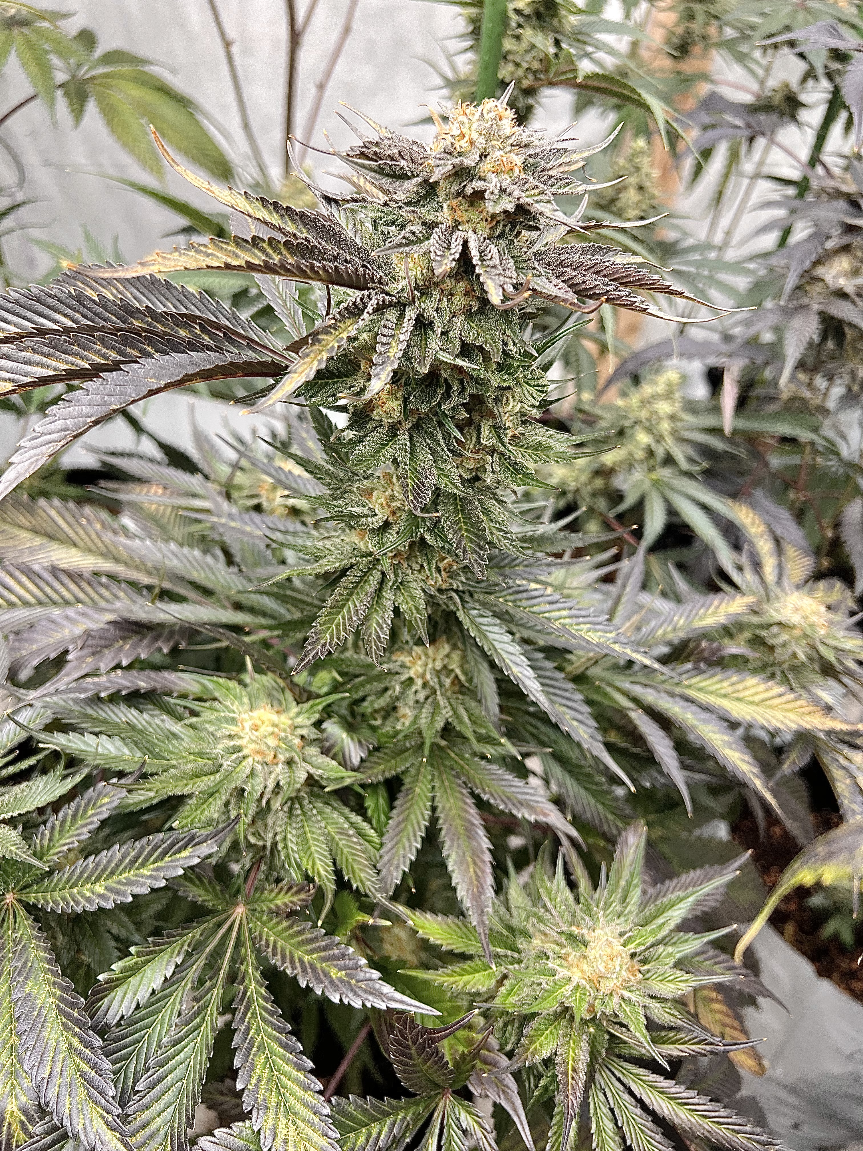 An image of Peanut Butter Breath F2 BX1