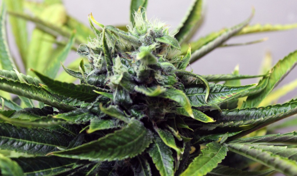 An image of Afghan Storm Auto