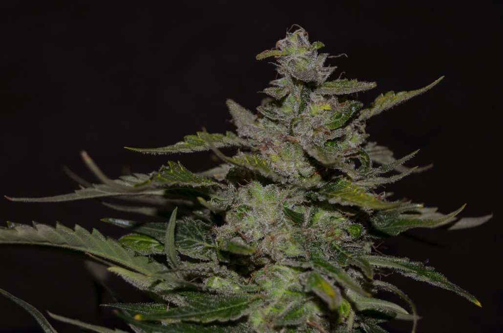 An image of Blueberry 99