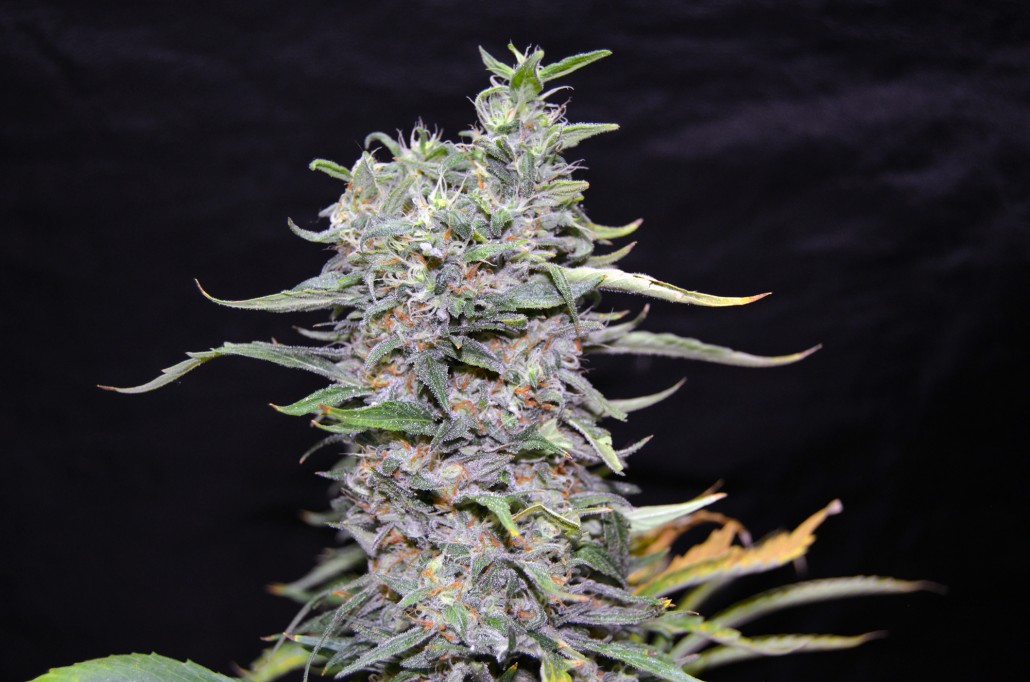 An image of Green Power XL