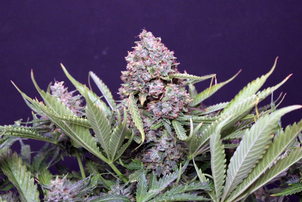 An image of Polar Express Auto