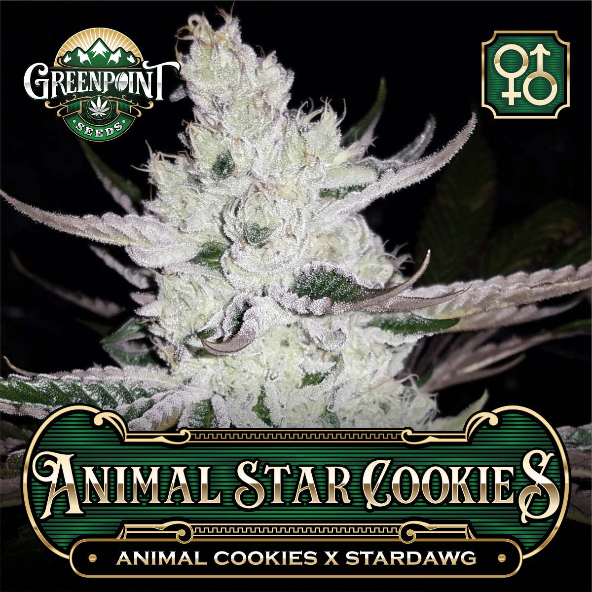 An image of Animal Star Cookies