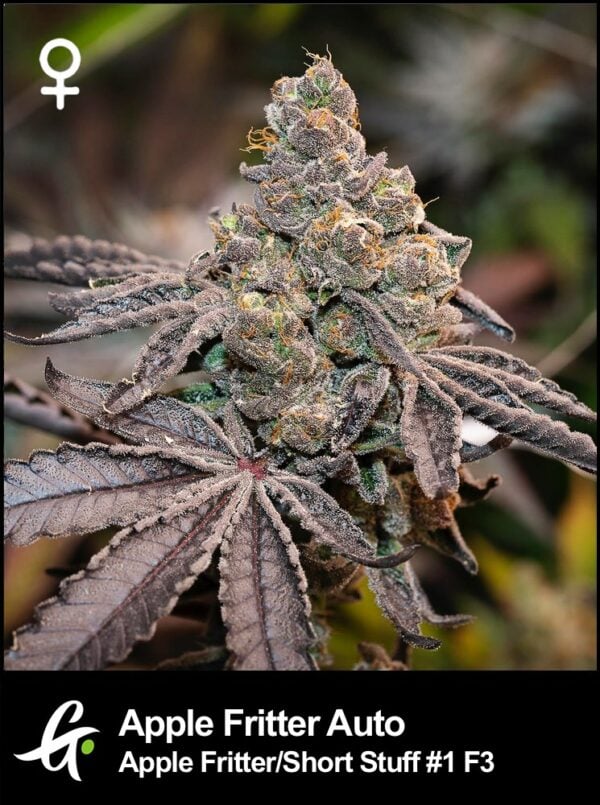 An image of Apple Fritter Auto