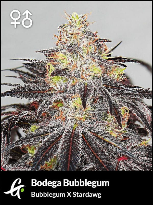 An image of Bodega Bubblegum