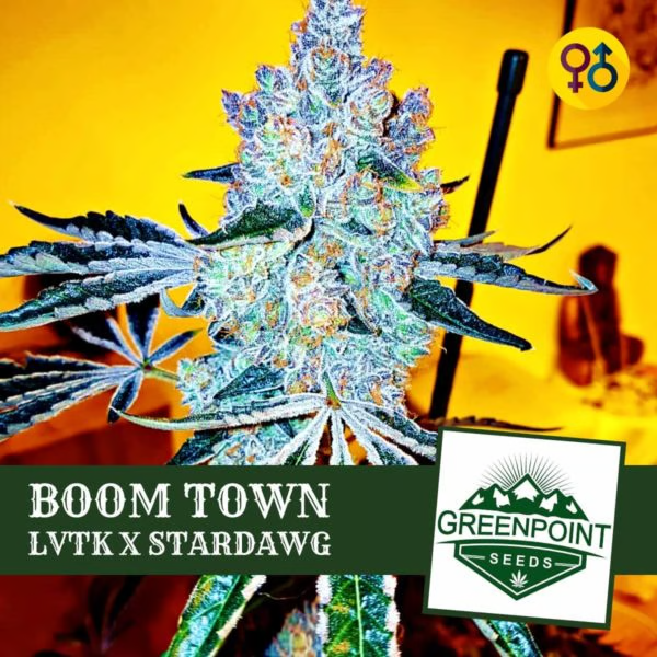 An image of Boom Town