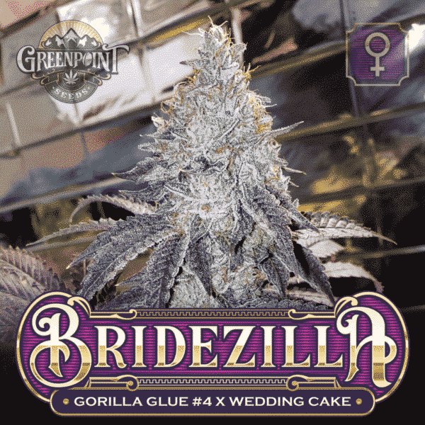 An image of Bridezilla