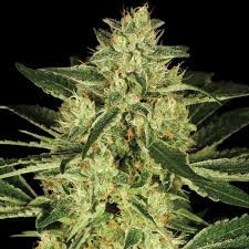 An image of CBD OG