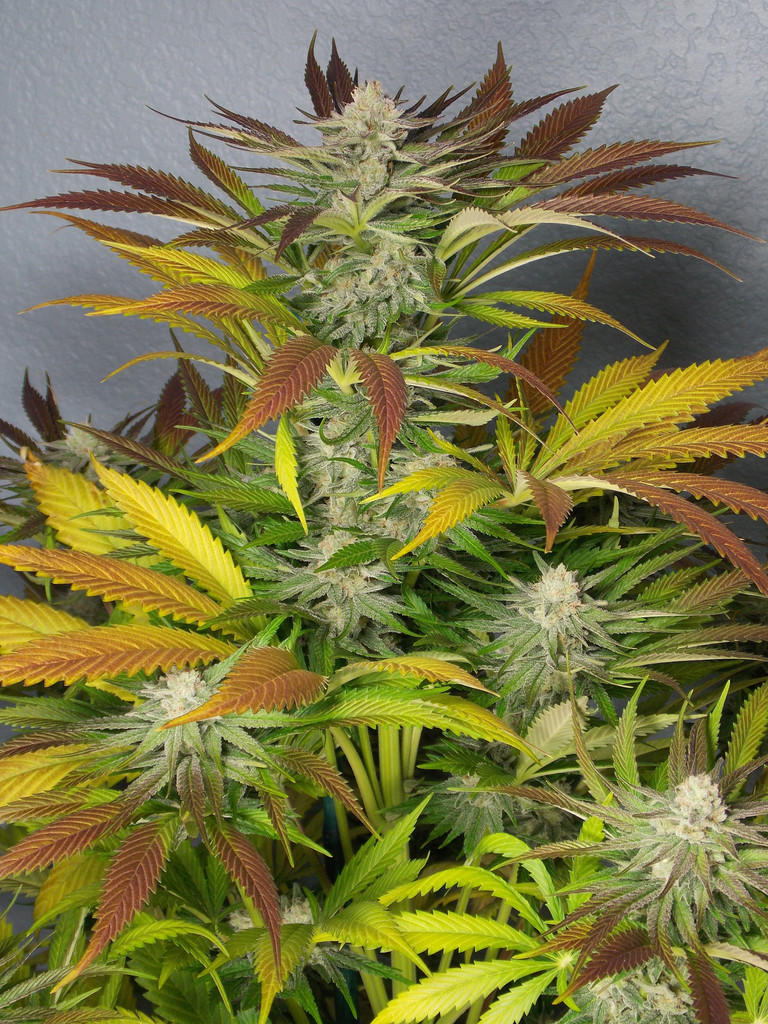 An image of Dreamin OG