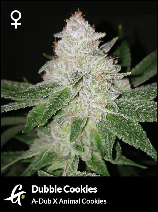 An image of Dubble Cookies