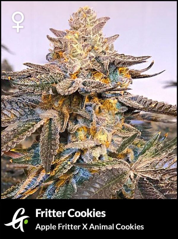 An image of Fritter Cookies