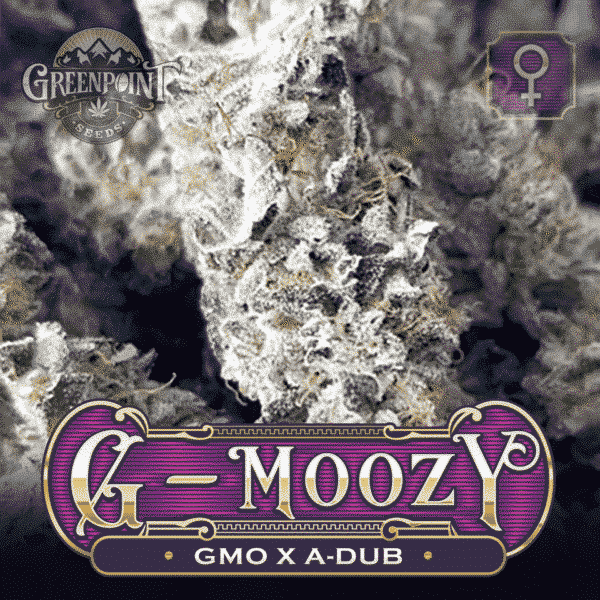 An image of G-MOozy