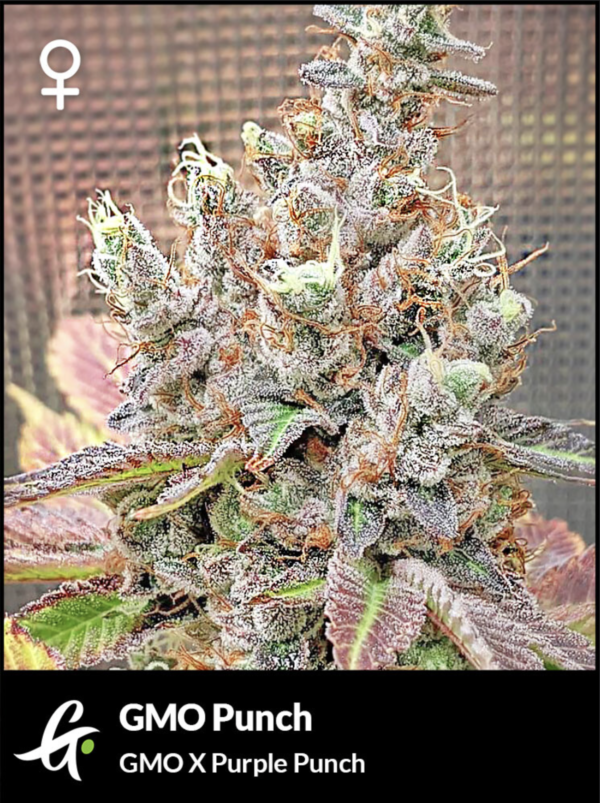 An image of GMO Punch
