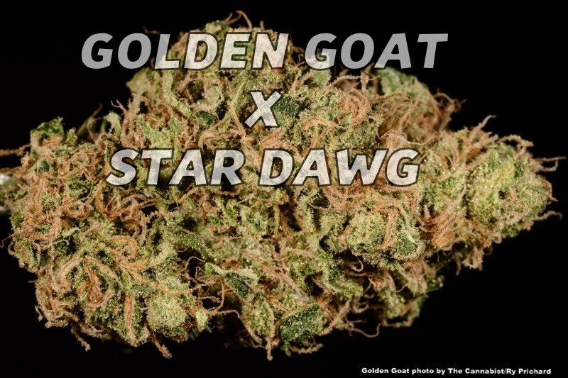 An image of Golden Nugget