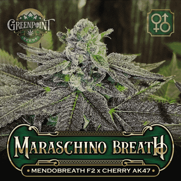 An image of Maraschino Breath v1