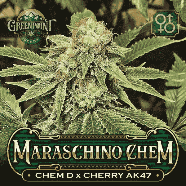 An image of Maraschino Chem