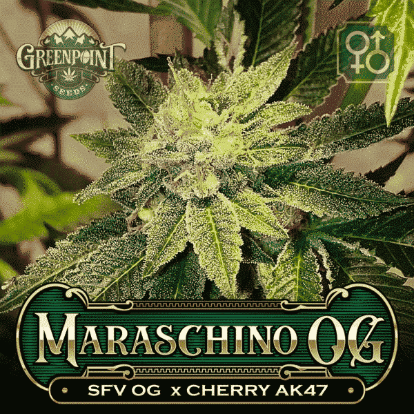 An image of Maraschino OG